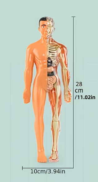Puzzle 3D du corp Humain