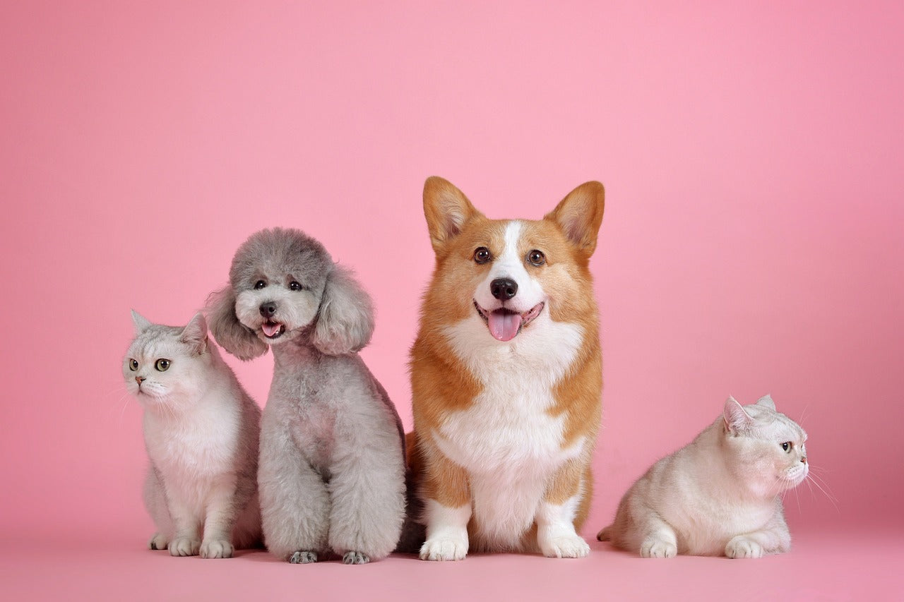 Produits pour animaux
