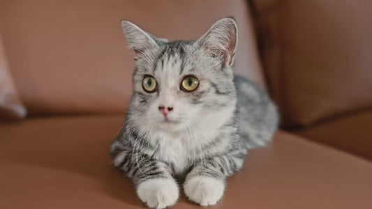 Bac à Litière Auto-Nettoyant – Gagnez du temps et de l'énergie